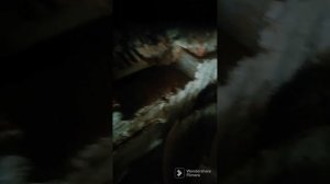 ремонт дверцы кирпичной печи