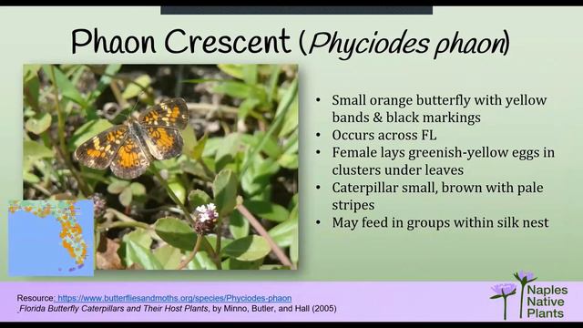 10 Native Weeds for 20 Butterflies | Plants that attract Butterflies in SWFL Naples Preserve смотреть онлайн