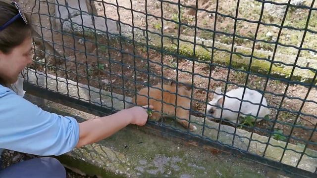 Афины, Национальный сад, 30.01.2020(1) смотреть онлайн