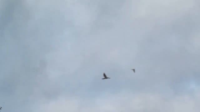 Голубь ушел от Ястреба Тетеревятника | Pigeon Vs Goshawk