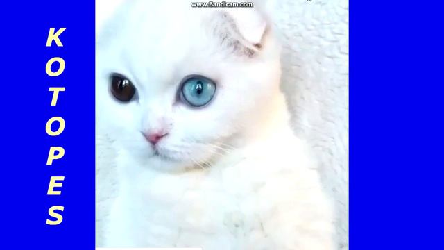 котопес № 10 Вы должны это смотреть до конца!!! Маленькие котята они такие.... смотреть онлайн