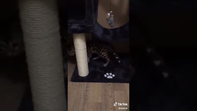 День кошек!!!❤️😙 смотреть онлайн