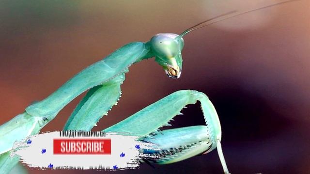 Интересные факты о богомолах смотреть онлайн