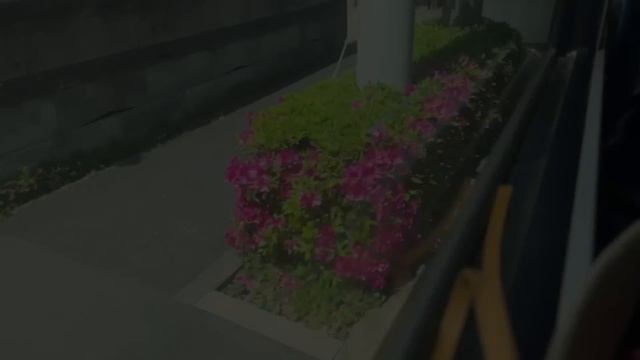 【朝5時】暑くなってきたので朝の涼しい時から朝活する１人暮らしの休日｜5 am Morning Routine Living Alone in Japan VLOG смотреть онлайн