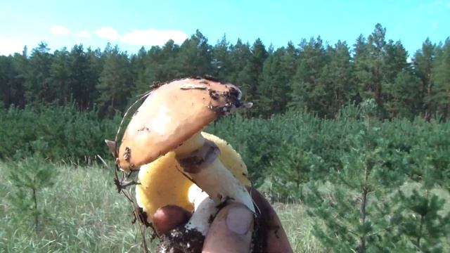 БІЛІ ГРИБИ , МАСЛЯТА ТА МОХОВИКИ. 3я серія з випуску: "ВЕЛИКА ГРИБНА РОЗВІДКА" смотреть онлайн