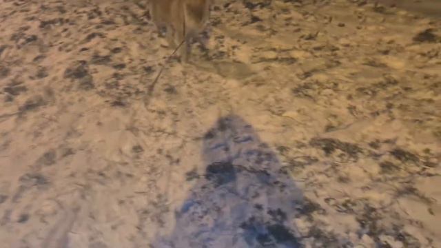 Моя Собака Акита Ину устала баловаться)) смотреть онлайн
