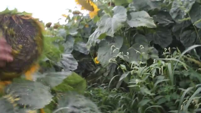 наш подсолнечник.MOV смотреть онлайн