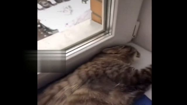 Кот возмущен 🐈🐱🐈🐱🐈 смотреть онлайн