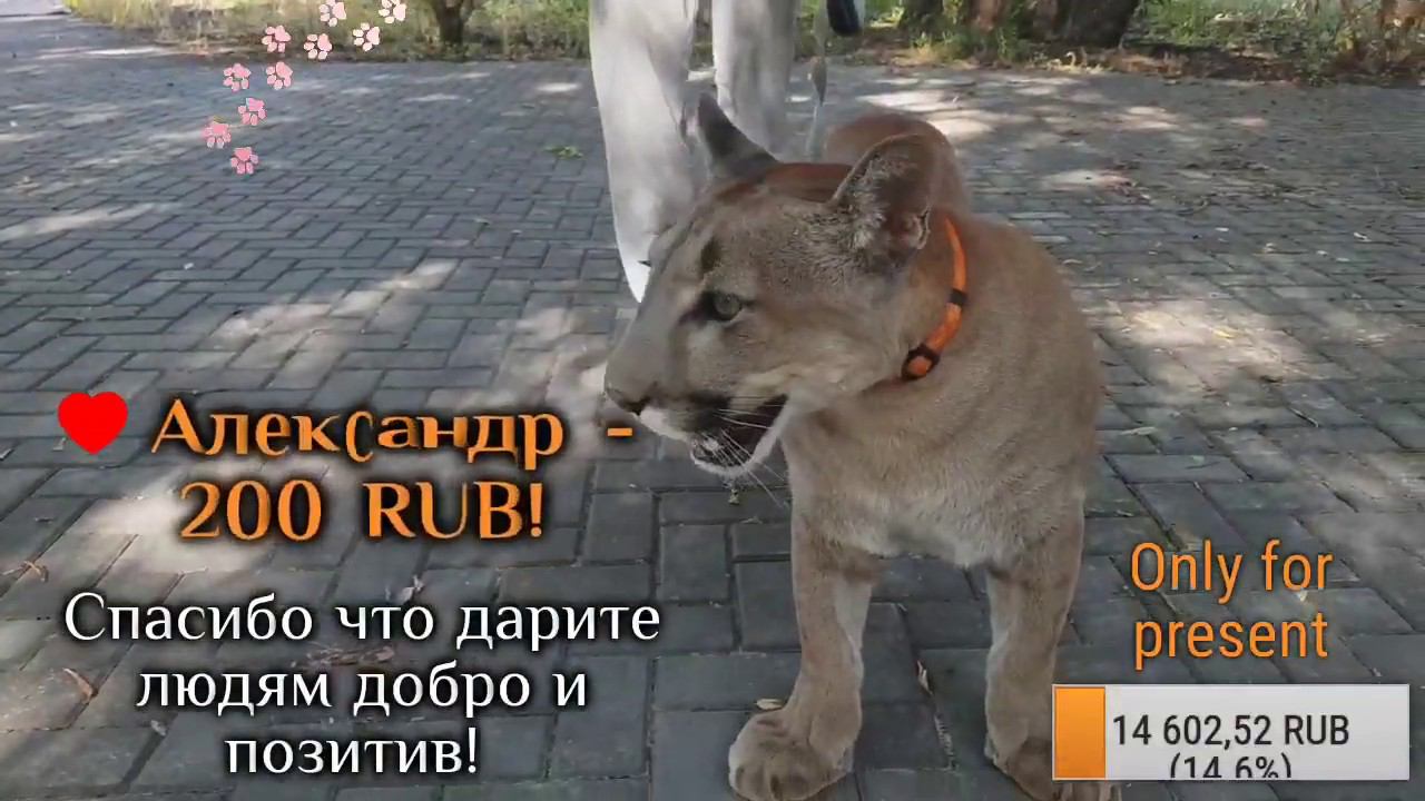 Прямой эфир. Прогулка с Месси