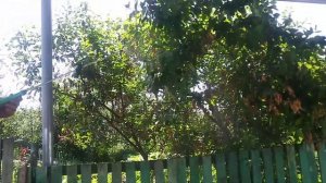 САМОДЕЛЬНЫЙ ОПРЫСКИВАТЕЛЬ ЖУКОВ ИЗ МОТОРЧИКА ОМЫВАТЕЛЯ МОЖИГУЛЕЙ