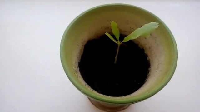 Дуб проросший из жёлудя смотреть онлайн