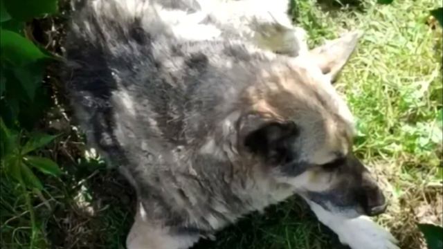 Счет шел на минуты собаке срочно нужна была помощь, но все врачи отказывались ей помогать! смотреть онлайн