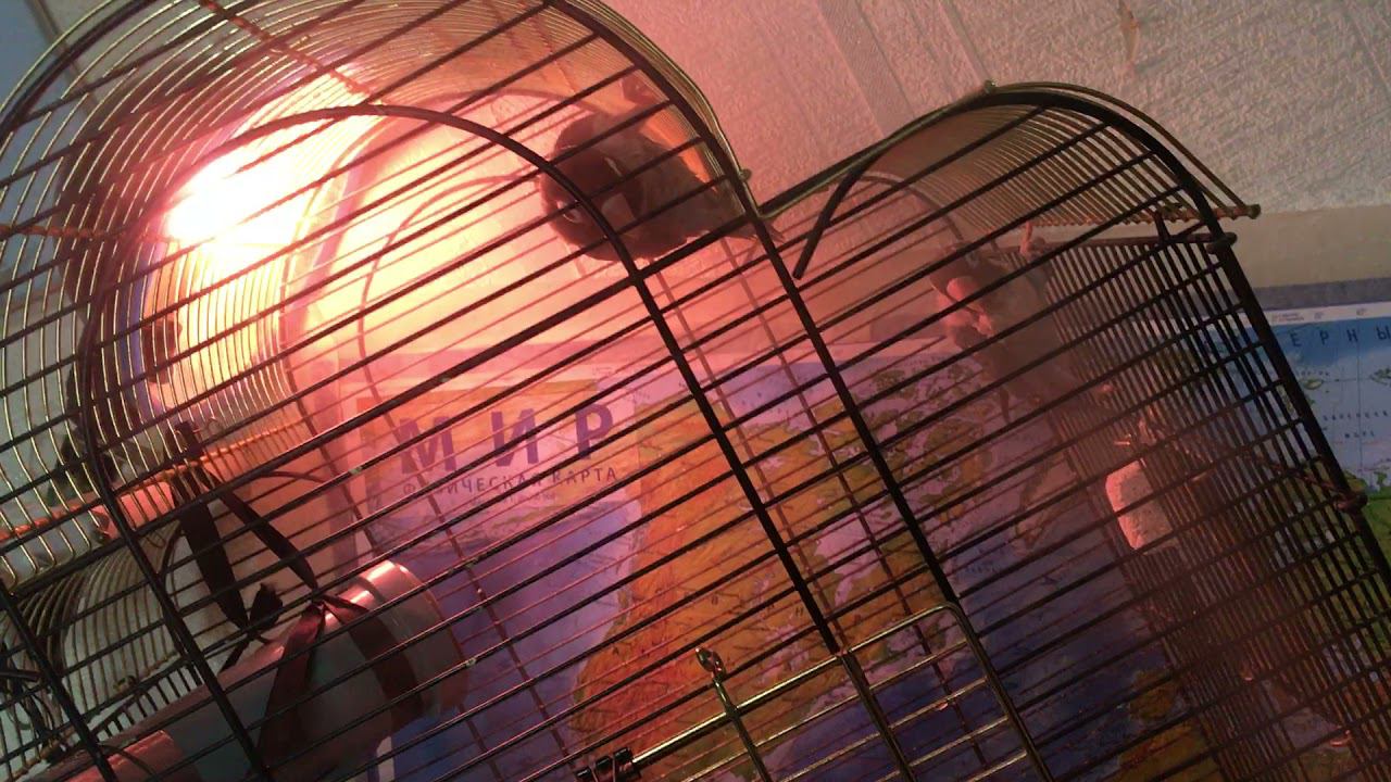 Неразлучники из плохих условий, второй день, адаптировались! смотреть онлайн