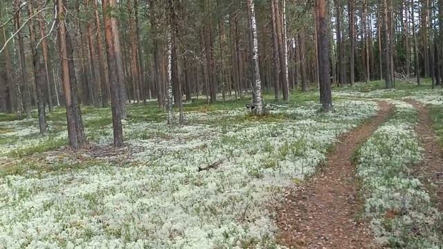 Поход в лес. Ягода морошки. Почему черника созревает не одновременно? Иван чай. смотреть онлайн