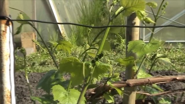 Как ухаживать за виноградом, чтобы получить хороший урожай. смотреть онлайн