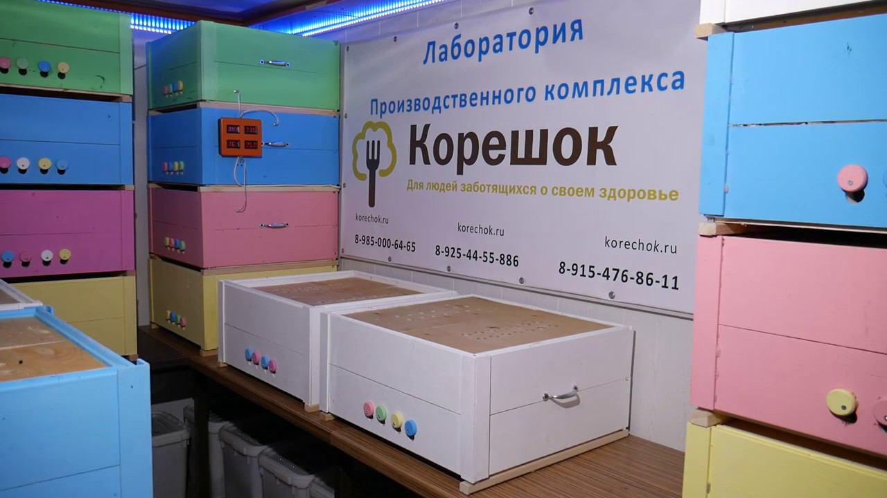 Восковая моль часть 1 смотреть онлайн