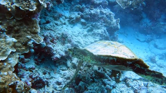 Maldives Reef Diving Part III (Sun Siyam Olhuveli) HD смотреть онлайн