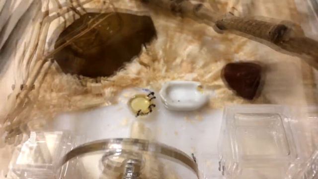 Dolichoderus quadripunctatus (Четырёхточечный муравей) - 8 день смотреть онлайн