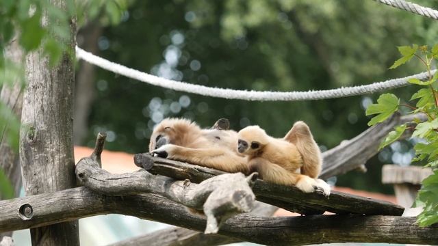 Горилла - бравурная музыка и забавное видео смотреть онлайн