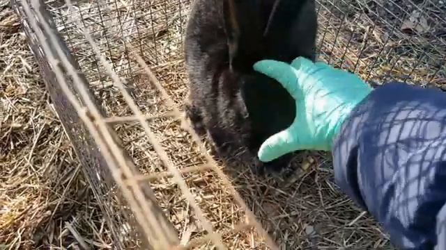 пара дней из жизни длинноухих ОСЛОВ на ферме смотреть онлайн