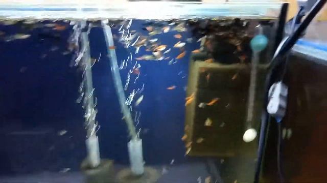 Что делать с гуппи? смотреть онлайн