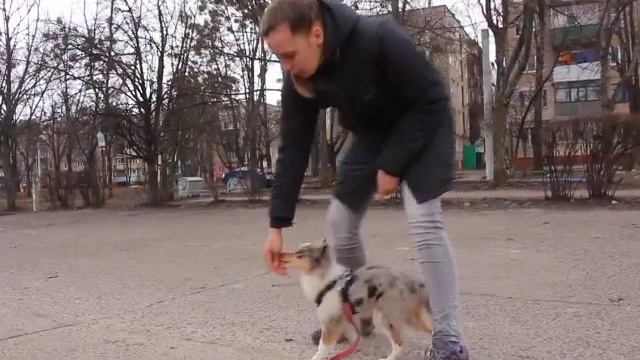 Как научить щенка команде сидеть? Команда сидеть Как научить щенка команде сидеть смотреть онлайн
