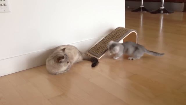 Mishka Meets Cayenne! Cute Munchkin Kitties Meet first Time смотреть онлайн