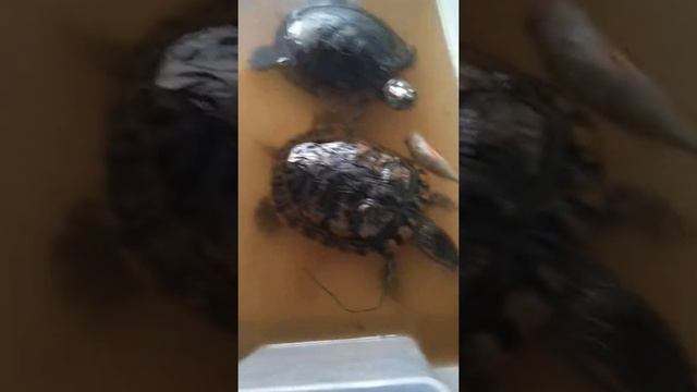 Вот почему нельзя держать "красноухих черепах" в общем аквариуме с рыбками смотреть онлайн