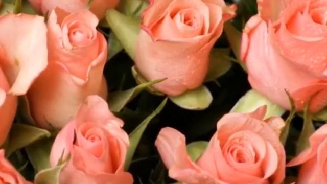 Лечебные свойства розы смотреть онлайн