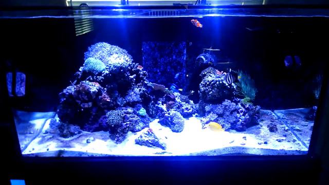 Super Fish intro смотреть онлайн