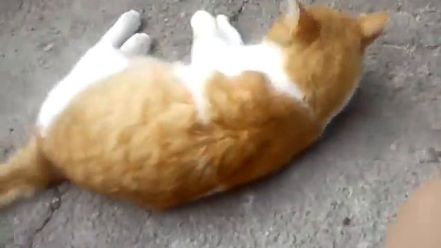 Асмр с кошками) смотреть онлайн