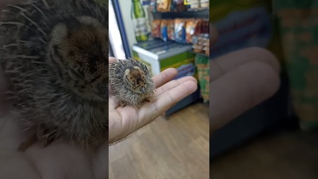 Маленький птенец перепел сидит на руке смотреть онлайн