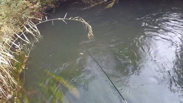 Рыбалка перед нерестом. Позитивная рыбалка.Trout fishing.... смотреть онлайн