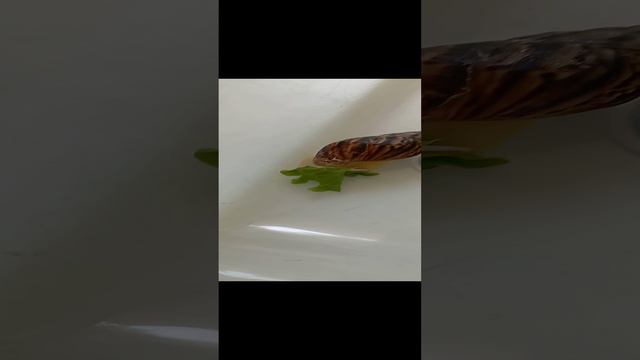 Улитка кушает салат. смотреть онлайн