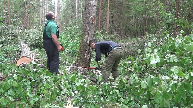 Пробивка волока. Валка леса с механическим клином..... смотреть онлайн