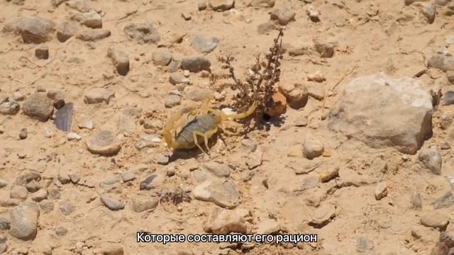 ЯД этого паука имеет эффект СЕРНОЙ КИСЛОТЫ смотреть онлайн