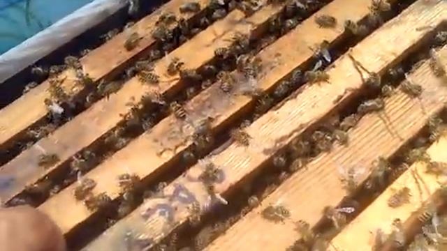 Результат изоляции матки в Нуклеусе Джинн. ч.1 смотреть онлайн