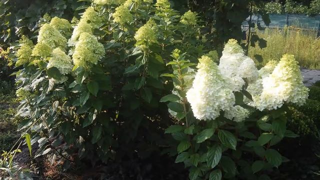 Hydrangea paniculata Limelight смотреть онлайн