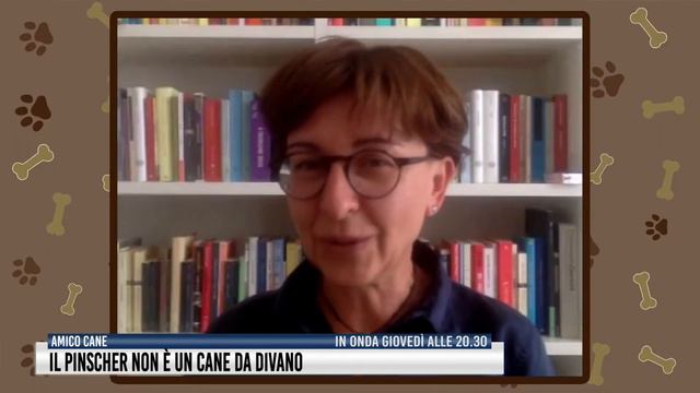 Il Pinscher non è un cane da divano смотреть онлайн