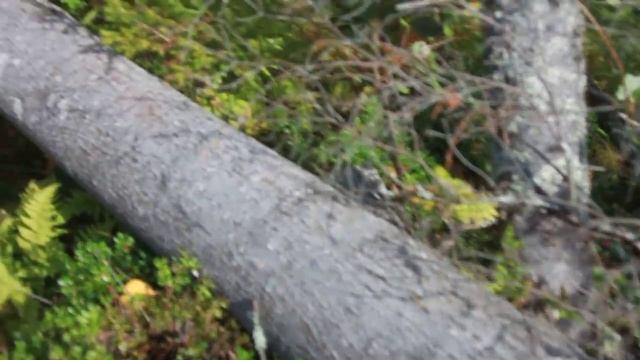 Солонец для лося.  Как сделать солонец