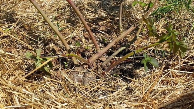 Выход побегов замещения ежевики через соломенную мульчу смотреть онлайн