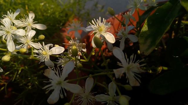 Growing Sweet Autumn Clematis Plant in pots |. #Container Gardening смотреть онлайн