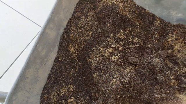 Cacto tocha-de-Prata mudas +plantio|Como saber o nome das suas plantinhas|meu dia #plantas #cactos смотреть онлайн