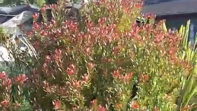 Leucadendron 'Safari Sunset' - Red Cone Bush смотреть онлайн