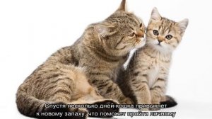 Как подружить кота и котенка: способы примирения питомцев