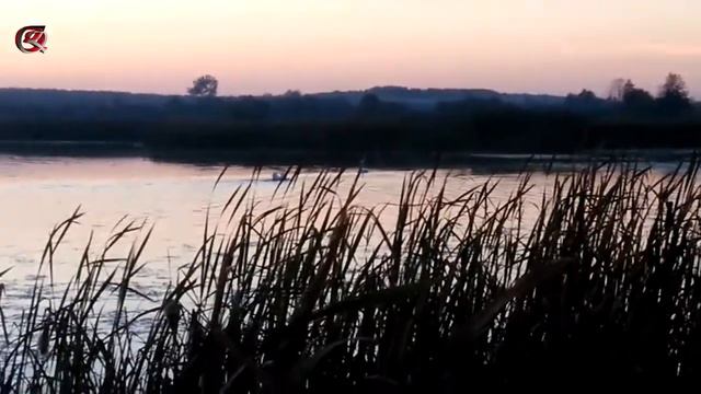 серый лебедь среди обычных в тихой зоне,вечерняя река смотреть онлайн