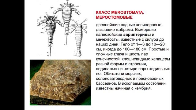 лекция 4 Билатералия, черви, Трилобиты, мечехвосты_1 смотреть онлайн