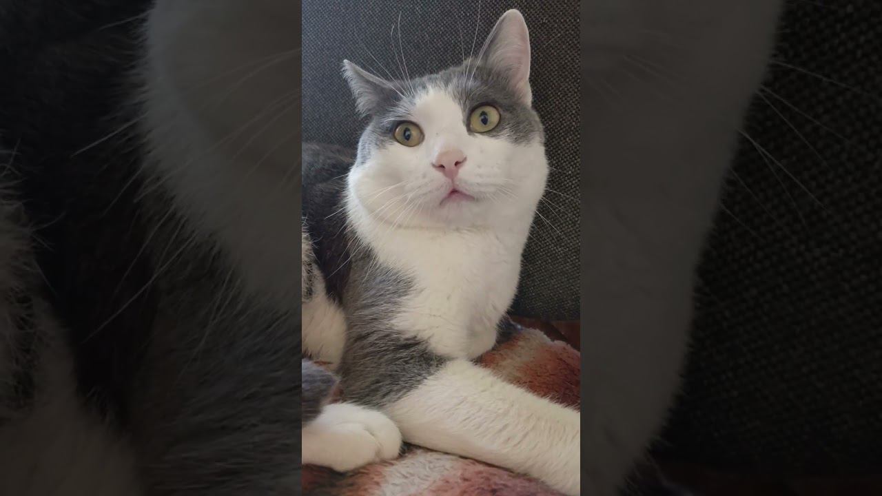 Кот в доме хозяин #кот #мурзик #прикол #питомец #cat #котик #лайк #юмор #приколы смотреть онлайн