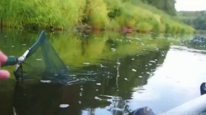 Голавль. Ловля на сбирулино - бомбарда