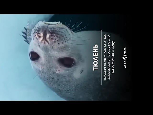 Хлопаем носом